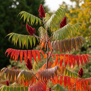 3ft Smooth Sumach Tree | Rhus glabra | 9L | 2 Years Old